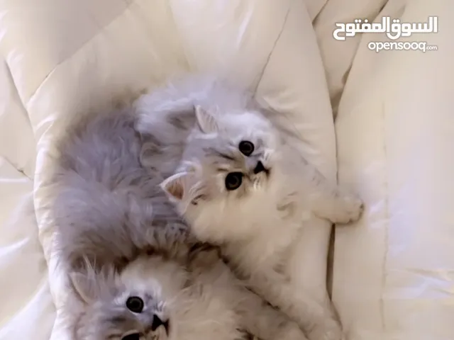 قطط ذكور للبيع