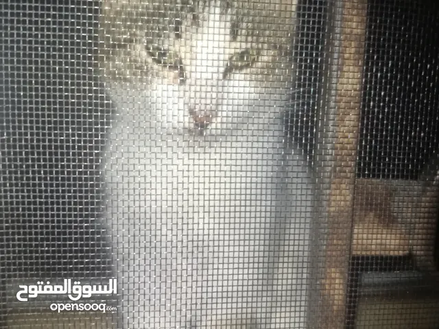 ألبسة على عشر دنانير وكويسة ومابتخرمش