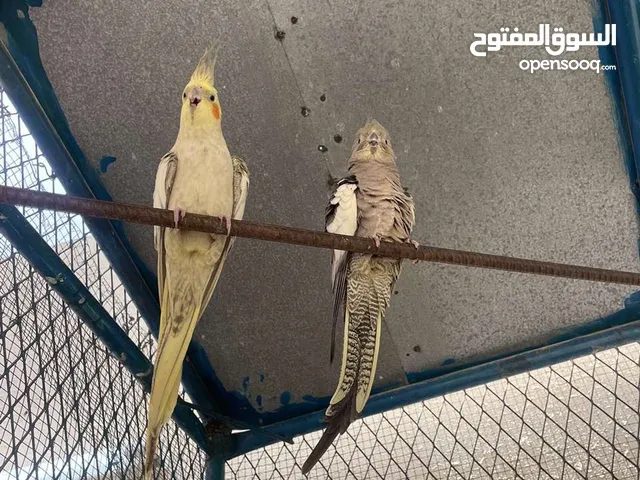 طيور للبيع أقراء الوصف