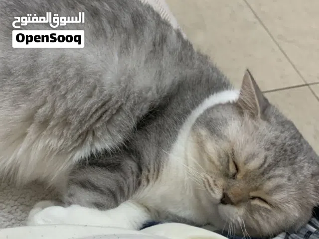قط بريتش سكوتش جميل جدا معقم و ملقح كامل
