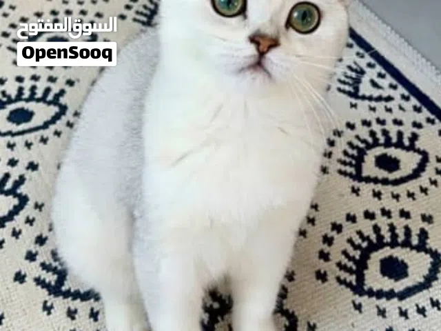 قطة سكوتش ستريت للبيع