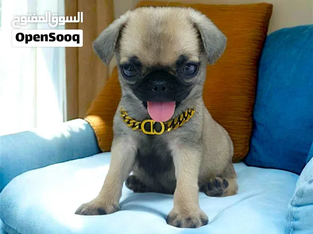 أصغر بنوته مينى بج موصفات ماشاءالله مبتكبرش