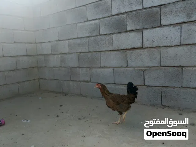 السلام عليكم دجاج مال بيت نضيف