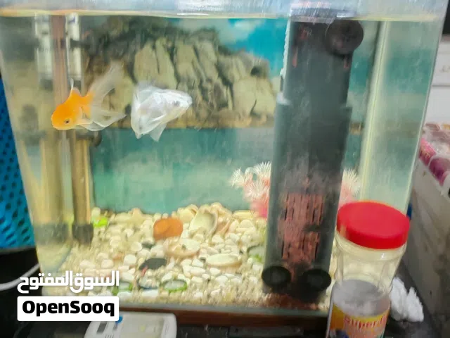 حوض سمك مع 2 سمك وفلتر اكسجين وزينة واكل ورمل وسخان مية