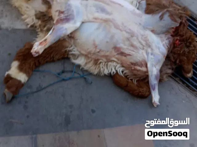 ذبح أضاحي العيد