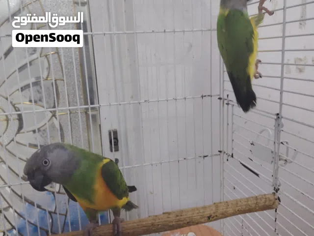 بغباء سنغالي عدد 2 ذكور