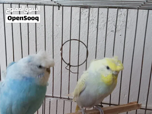 مطلوب جوز حب اقرا الوصف