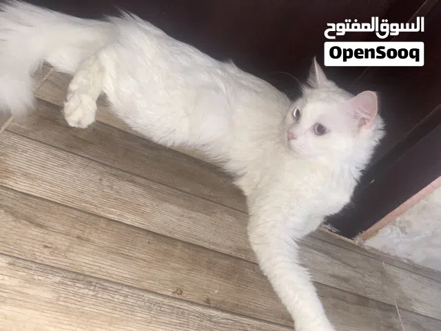 قطة جميلة للتبني For Adoption