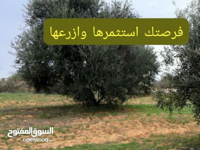 Farm Land for Sale in Mafraq Al-Badiah Ash-Shamaliyah