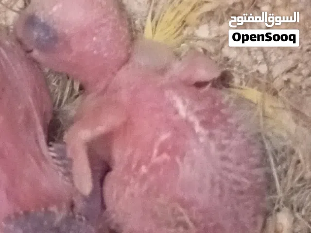 كوبيه روز تحتها فرخ