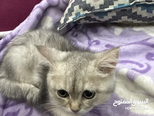 سكوتش ستريت