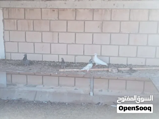 حمام احجام شبب وفيهم فروخ