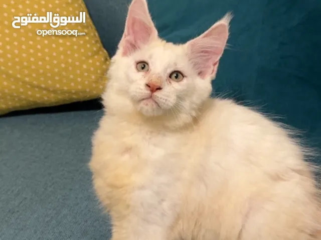 Mainecoon creamy pure