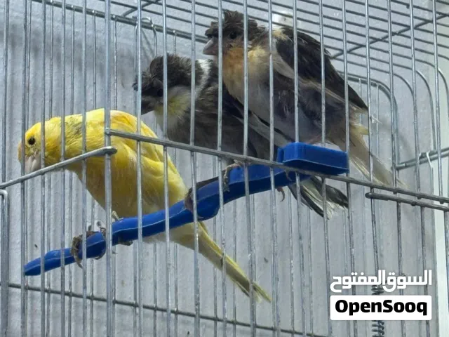 طيور كنار للبيع