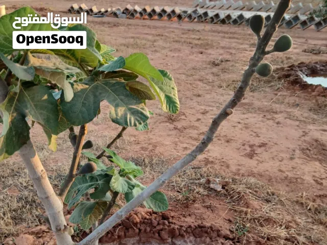 Farm Land for Sale in Benghazi Al-Talhia