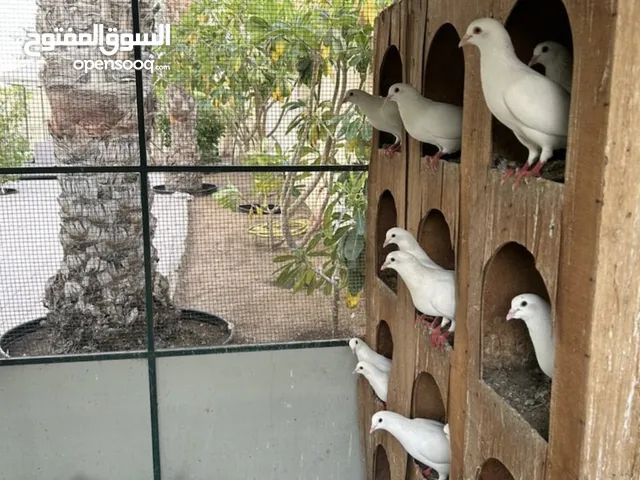 حمام لاحم فرنسي فاخر لعشاق الطيور الراقية