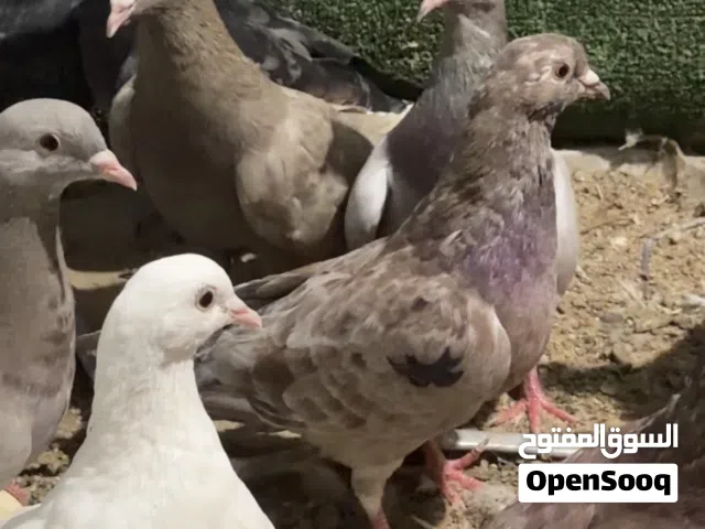 للبيع 23 طير صغار بلعمر سعر مغري بس 10 دنانير