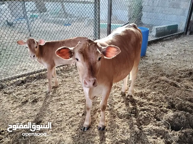 للبيع عجول وعجلات عربيه
