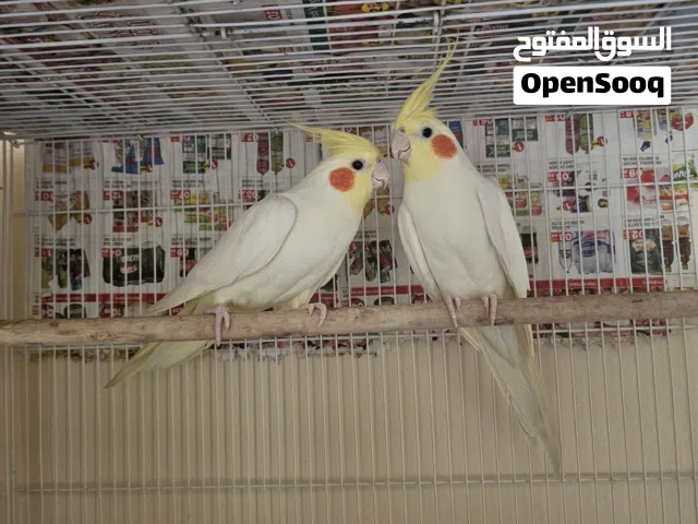 Red Eyes Adult Males