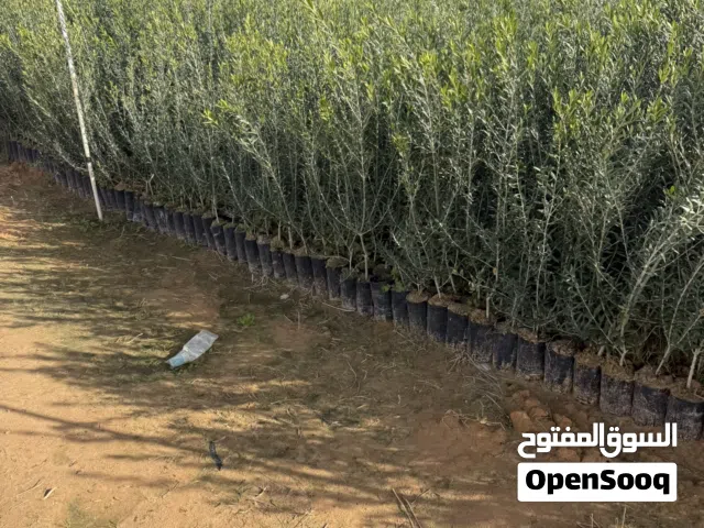 مشتل زيتون