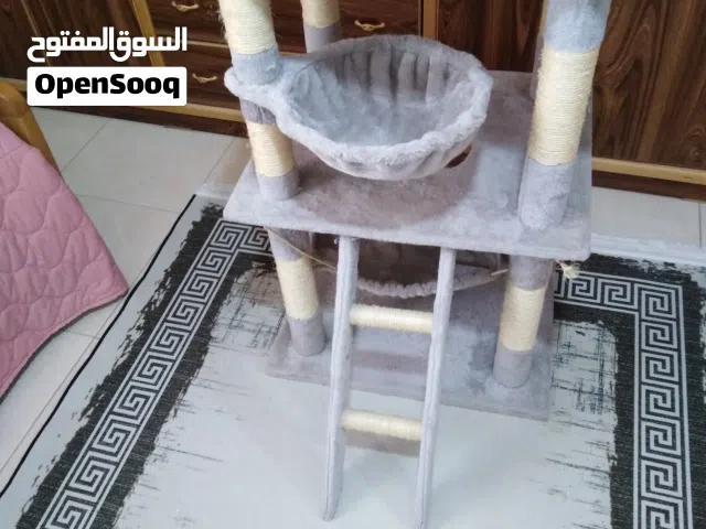 خداشة خداشة قطط للبيع