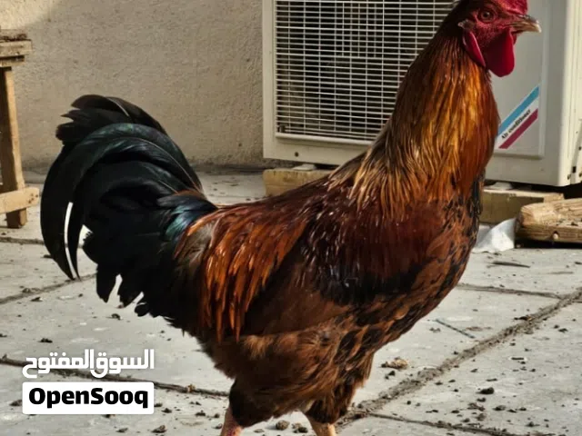 ديج عرب للبيع