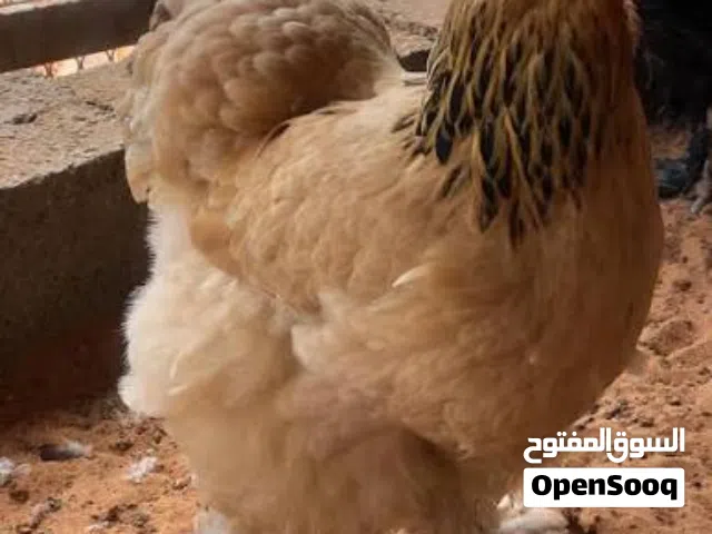 بيض دجاج مخصب للبيع