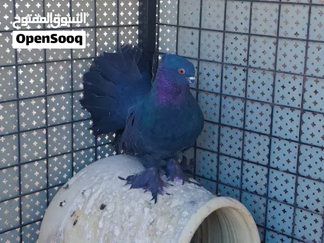 للبدل ع ببغا أو بيع جوز هزاز الفحل اسود مسكر تاج وسروال خشن والطيره مرقعه ومسكره بس بدون تاج وبرمن