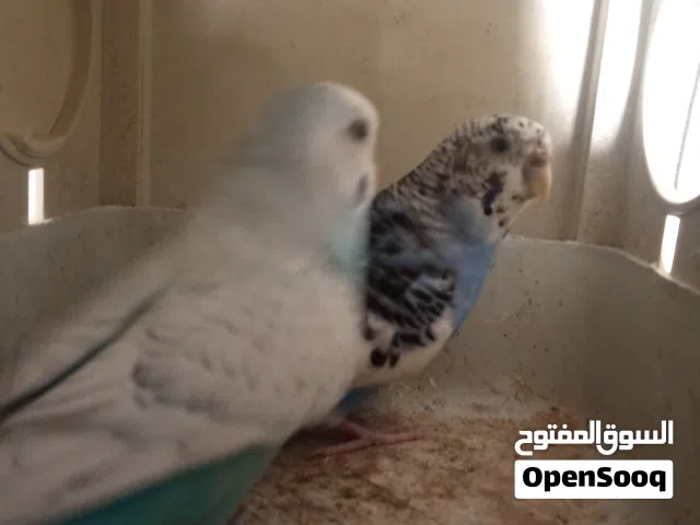 عصافير بقلينو