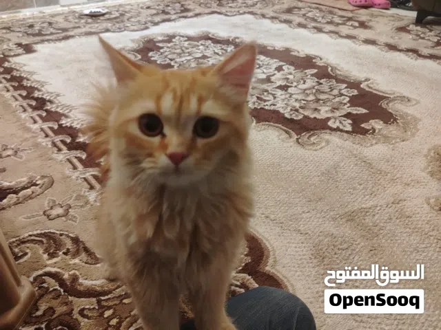 قطتين شيرازي امهن سكوتش والاب شيرازي