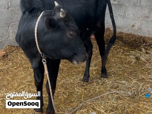 عجل عماني مطعوم