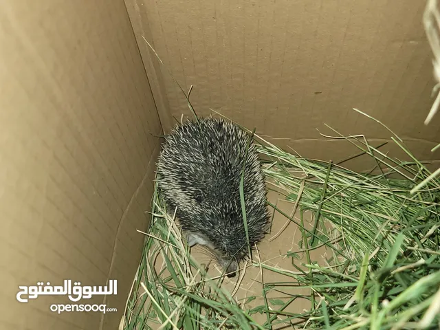 قنفذ للبيع