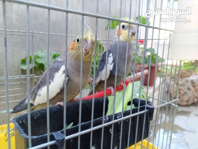 زوج طيور كوكتيل حبشي للبيع مع قفص كبير بسعر جيد