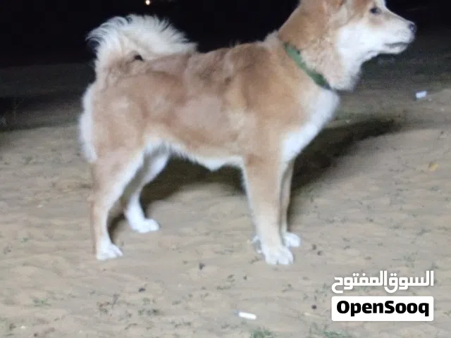 انثى اكيتا اينو
