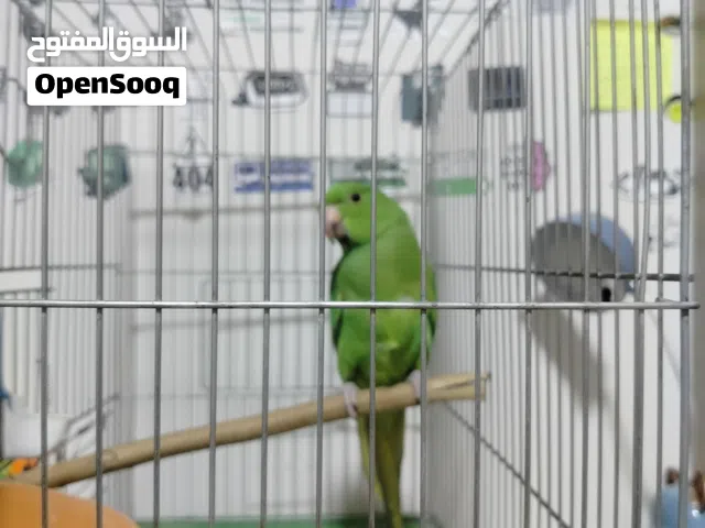 ببغاء دره هندي اليف مع قفص