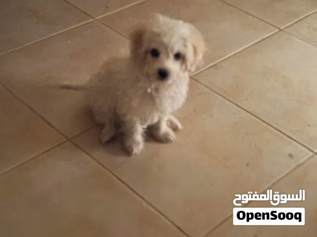 كلب انثى مالتيبو للبيع