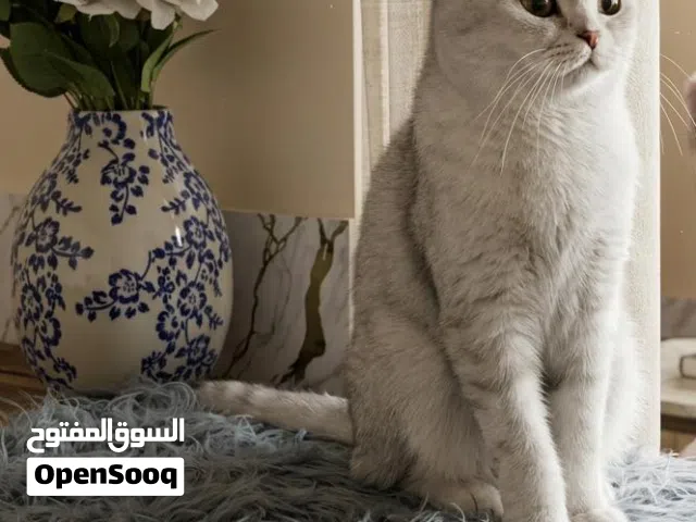 للجادين فقط السعر 100 ريال غير قابل حامل من ذكر شوكليت