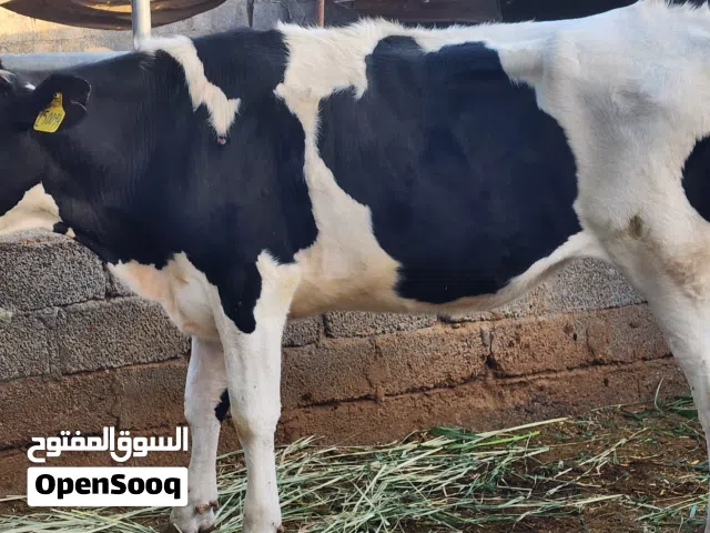 لبيع بقرة هولندي