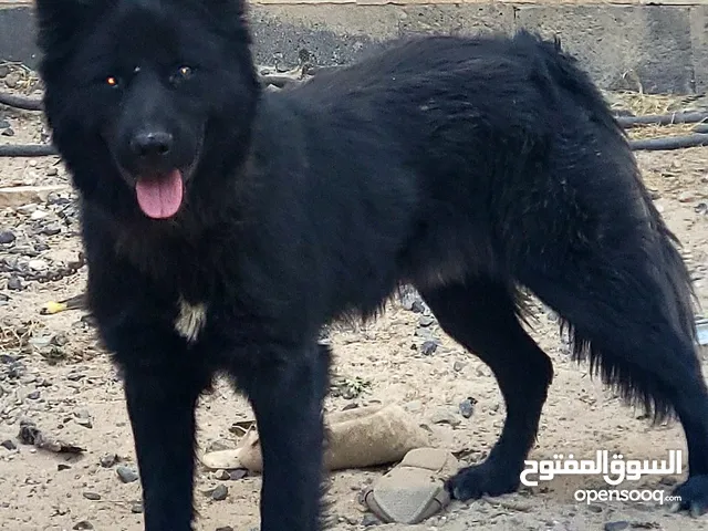 جرمن بلاك رويال فاخر من الاخر لعشاق البلاك