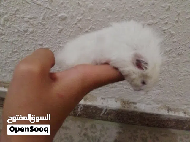 هامستر نضيف للبيع مع قفص