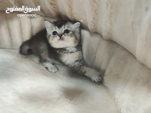 قطط  سكوتش فولد و ستريت و فولد sc و سلفر شدد وجولدن ny24