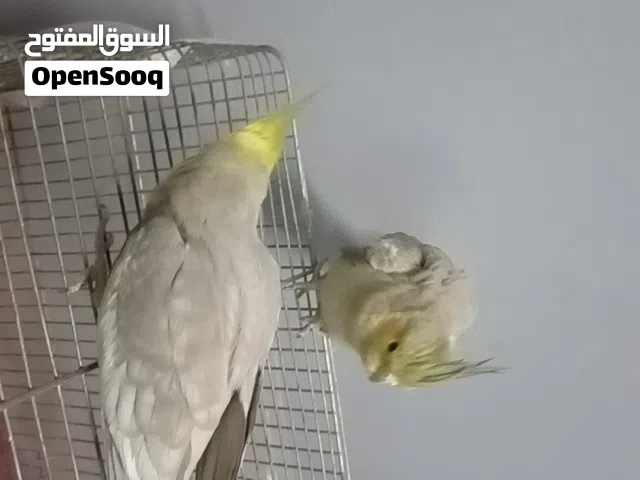 كوكتيل لببيع رن علي ما رح اقصر معك