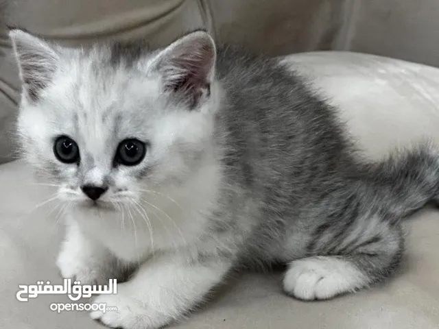 نوع شانشيلا عمر شهرين ونص ذكر