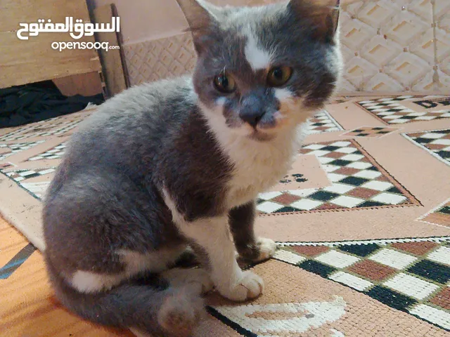 انواع القطط الطيفه المميزه في البيت القطه الطيفه المميزه اي شخص يريد يشتريهه