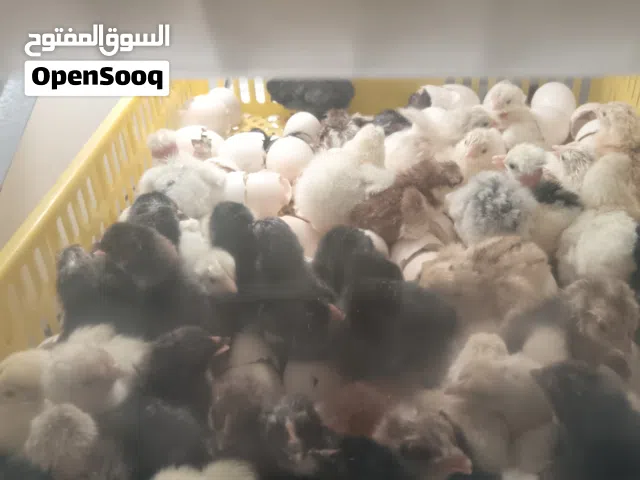 صيصان عماني فرنسي