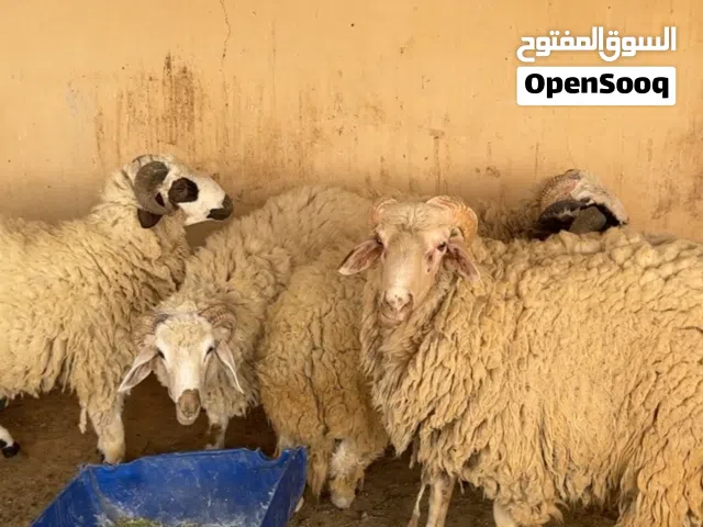 خرفان للبيع أعمارهم من 8شهور الي سنة
