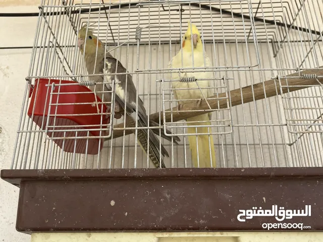 جوز عصافير كوكتيل