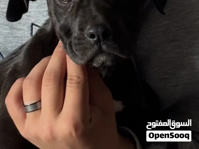 Pitpull puppy