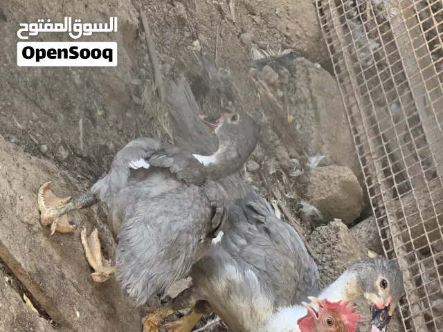 بط لون رمادي جميل