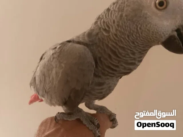 ببغاء زنجباري